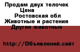 Продам двух телочек › Цена ­ 25 000 - Ростовская обл. Животные и растения » Другие животные   